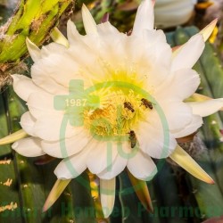 Cactus Grand