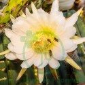 Cactus Grand