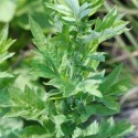 Artemisia Vulgaris