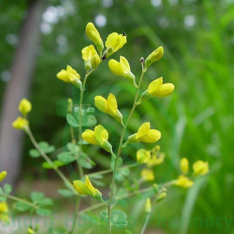 Baptisia T. Q MT