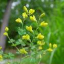 Baptisia T