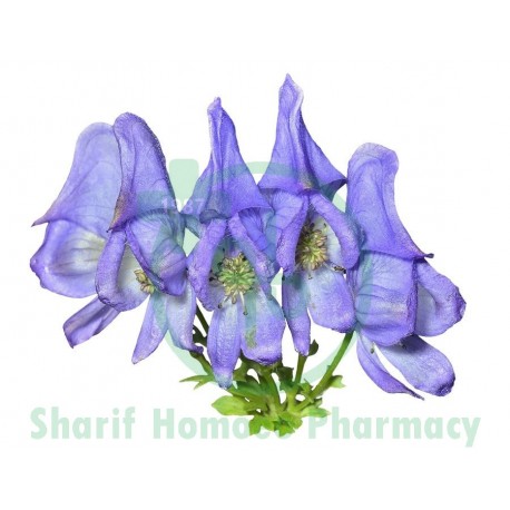 Aconitum Napellus (একোনাইট)