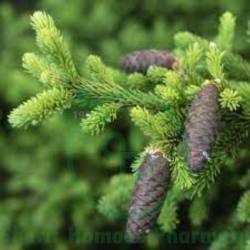 Abies Nigra Dilution 30 CH (S)