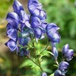 Aconite Nap Dilution 200 CH