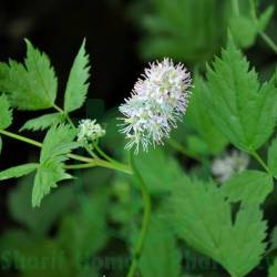 Actaea Spicata Dilution 200 CH (S)