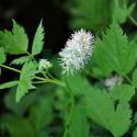Actaea Spicata Dilution 200 CH