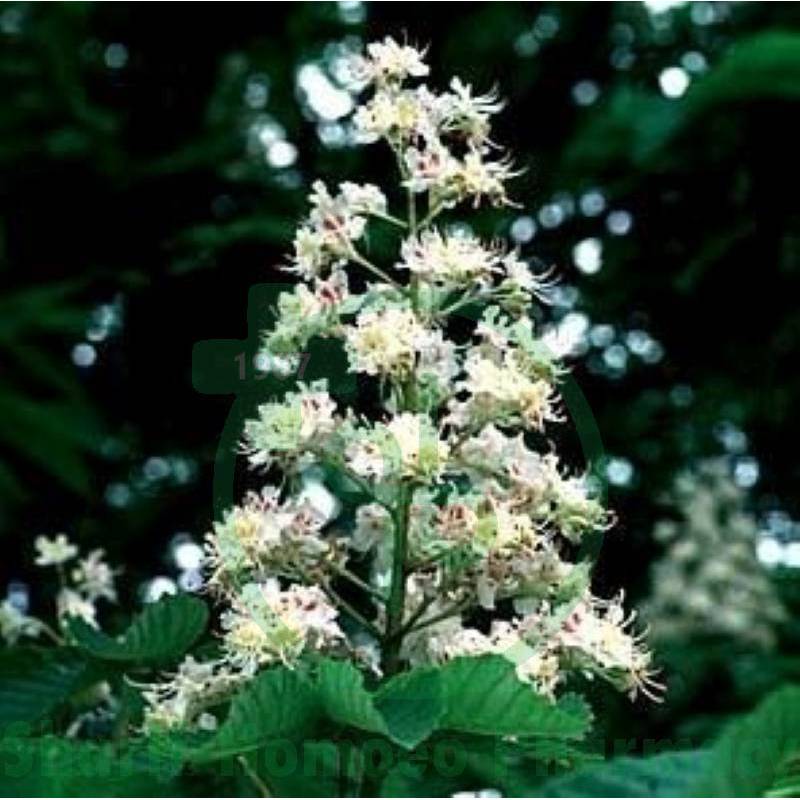 Aesculus Hip Dilution 1M (S)