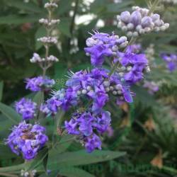 Agnus Castus 6X