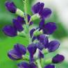 Baptisia T. Dilution 200 CH
