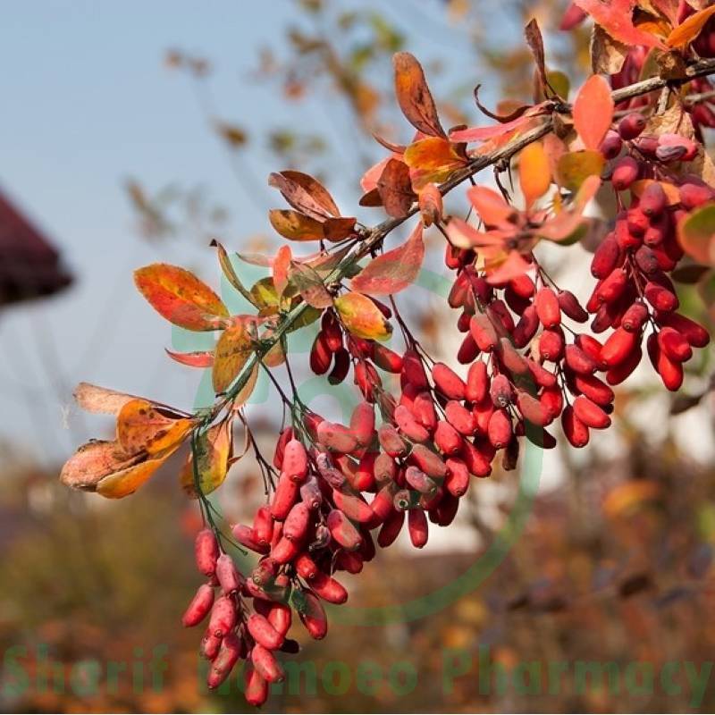 Berberis Vul Dilution 30 CH