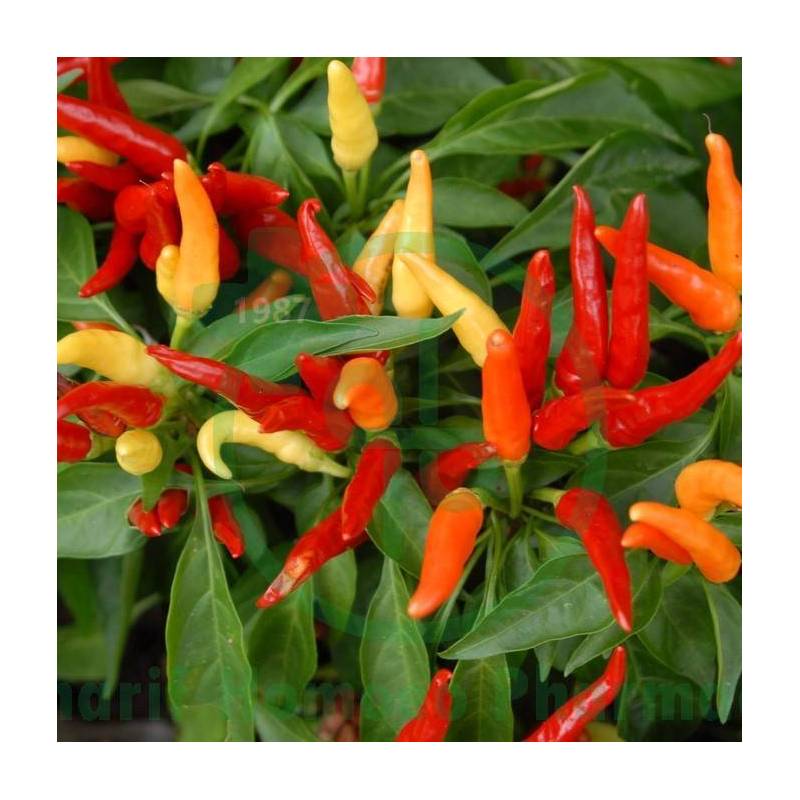 Capsicum Annuum Dilution 30 CH