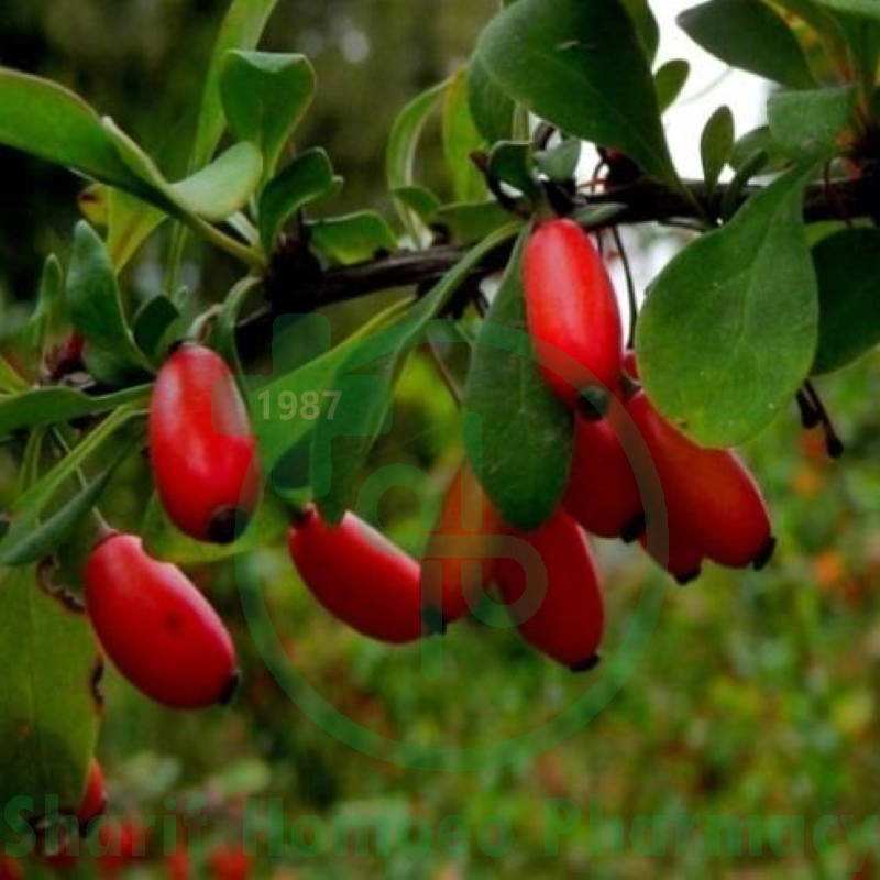 BERBERIS VUL Q MT