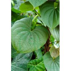Dioscorea Villosa MT Q