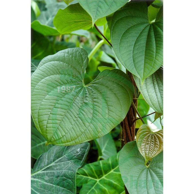 Dioscorea Villosa MT Q