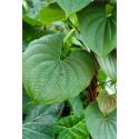 Dioscorea Villosa MT Q