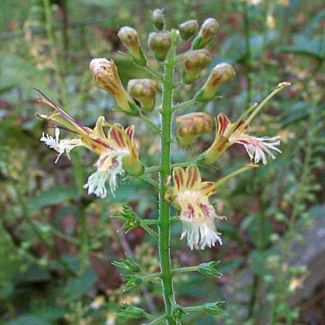 Collinsonia Canadensis Q MT