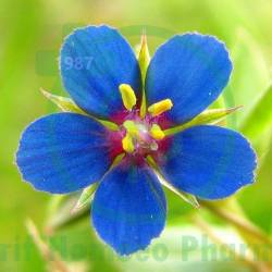 Anagallis Arv Dilution 200