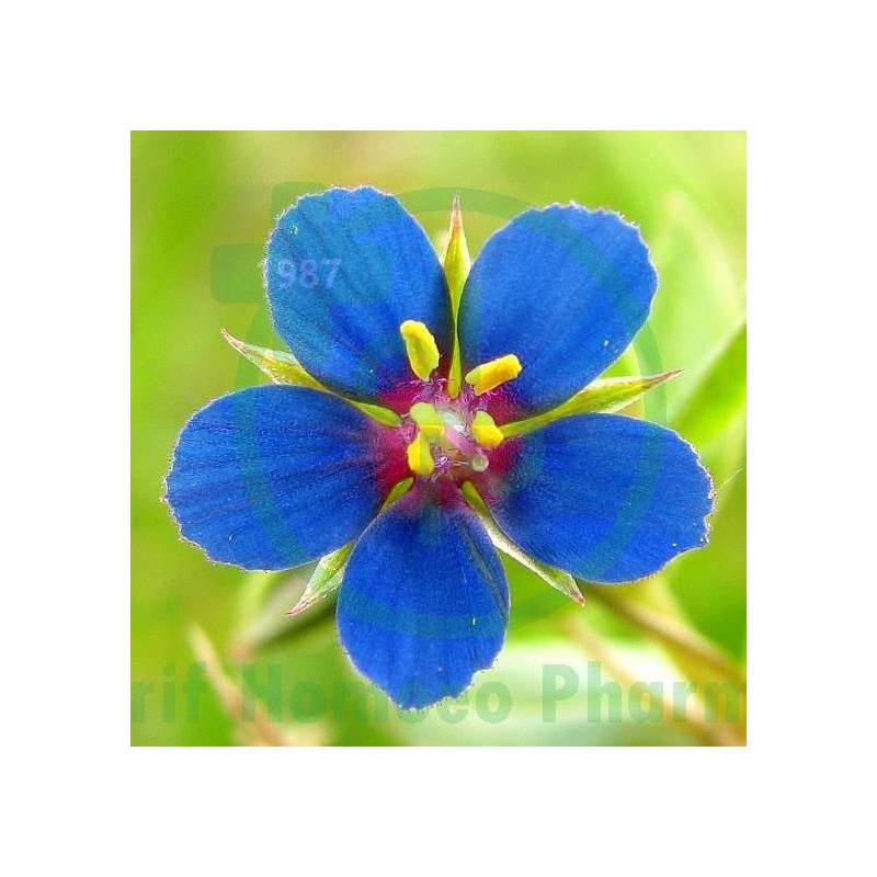 Anagallis Arv Dilution 200