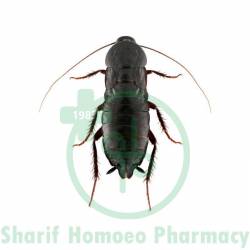 Blatta Orientalis Dilution 200 CH