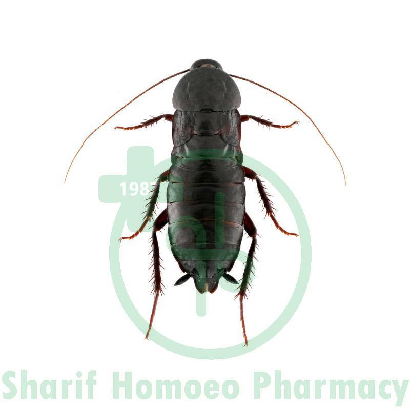 Blatta Orientalis Dilution 200 CH