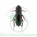 Blatta Orientalis Dilution 1M