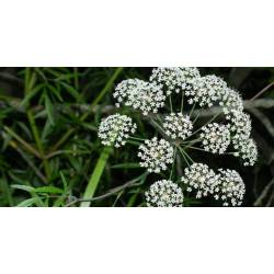 Cicuta