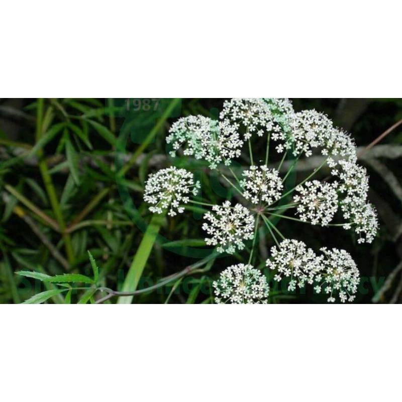 Cicuta