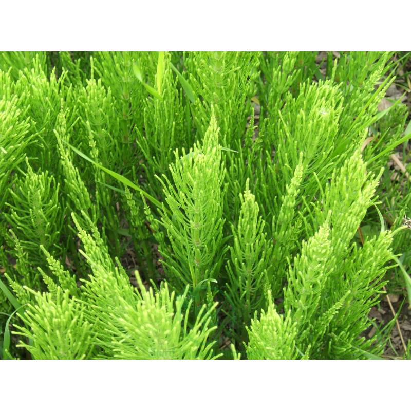 Equisetum