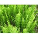 Equisetum