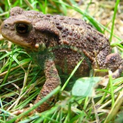 Bufo Rana
