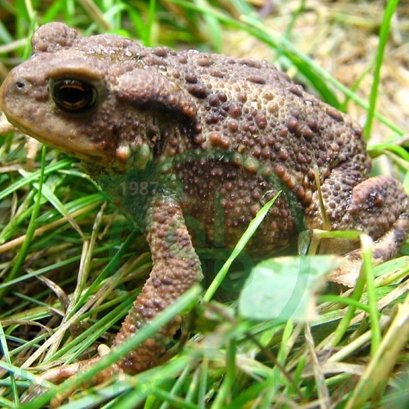 Bufo Rana