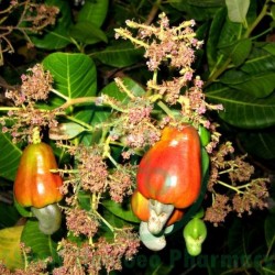 Anacardium Ori