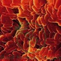 Bacillinum