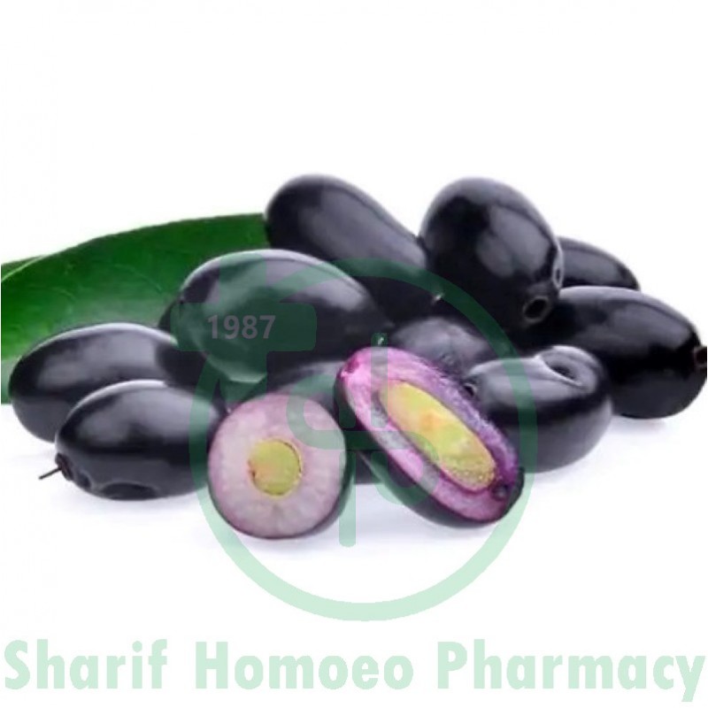 Syzygium Jamb Ø MT