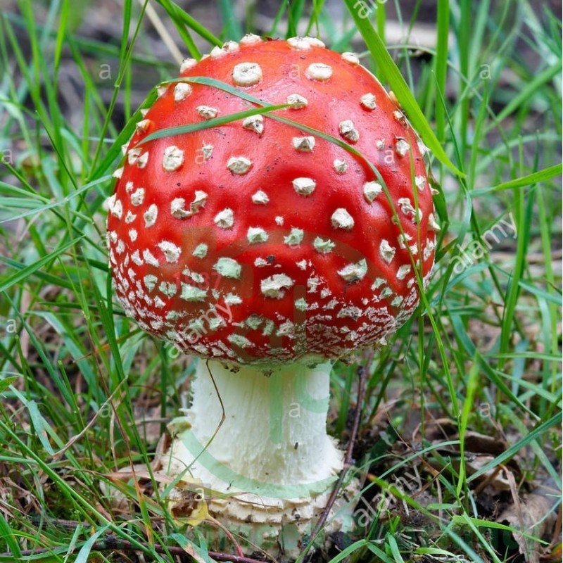 Agaricus Musca