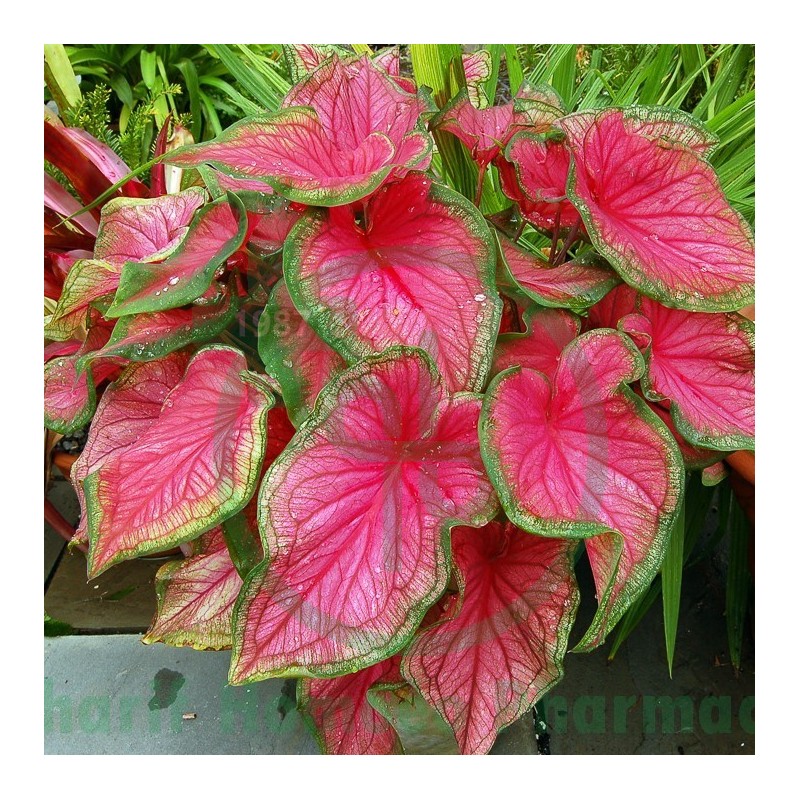 Caladium Seguinum Q MT