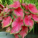 Caladium Seg