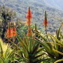 Aloe Soc