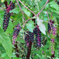 PHYTOLACCA Berry Q MT