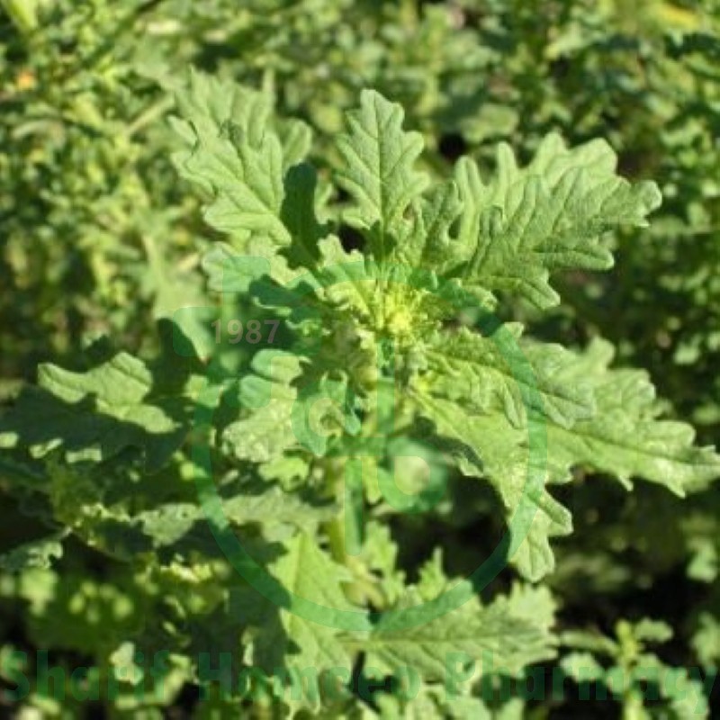 CHENOPODIUM A. Ø MT