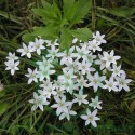 Ornithogalum Q MT