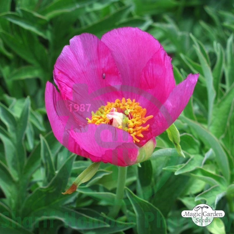 Paeonia Off