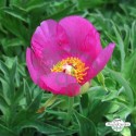 Paeonia Off