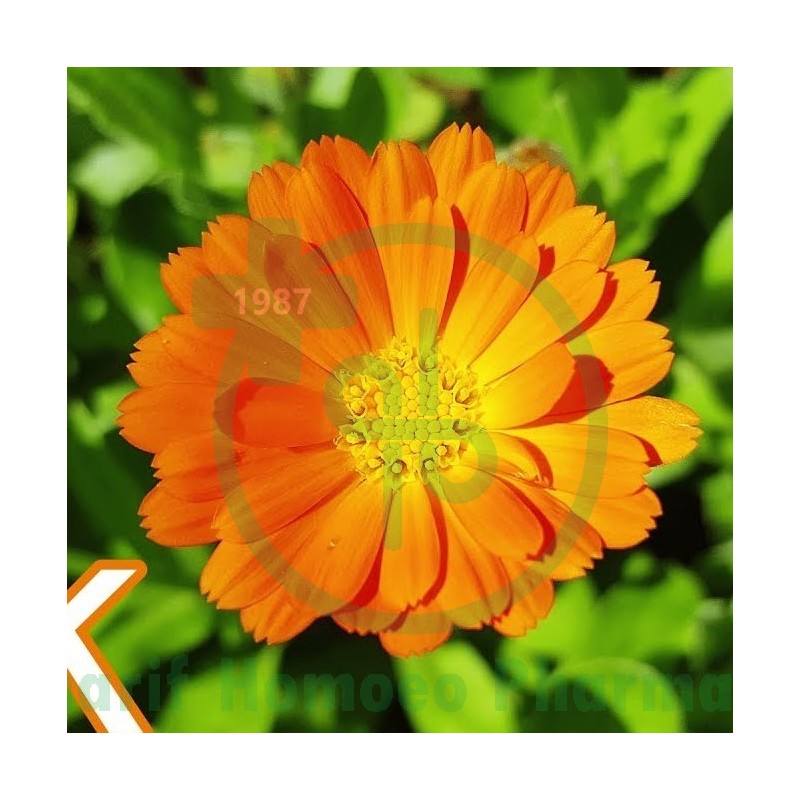 CALENDULA OFF Q MT