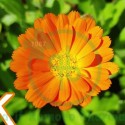 CALENDULA OFF