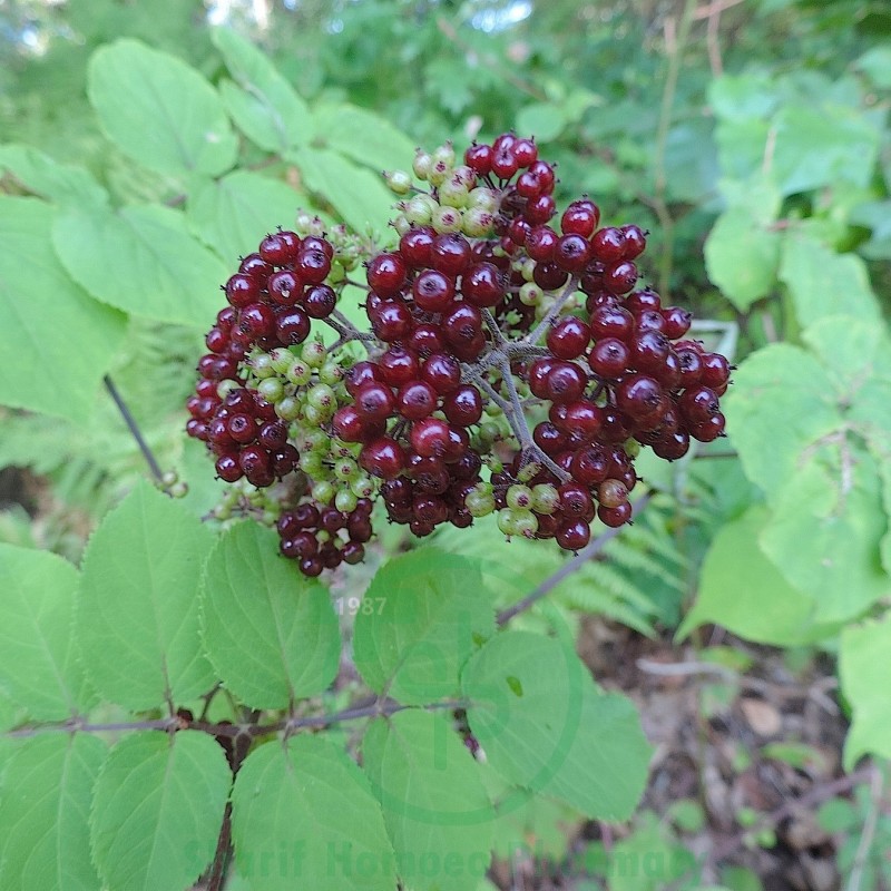 ARALIA RAC Ø MT