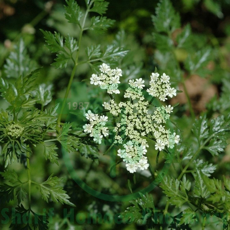 Aethusa Cyn