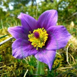 Pulsatilla Q MT