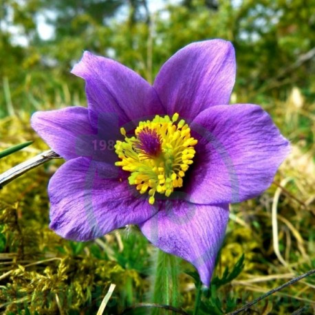 Pulsatilla