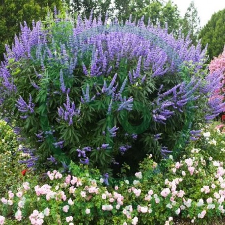 Agnus Castus